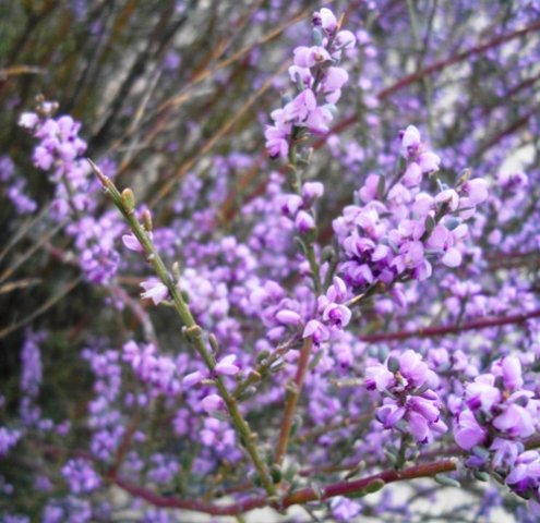 Muraltia spinosa at Kagga Kamma