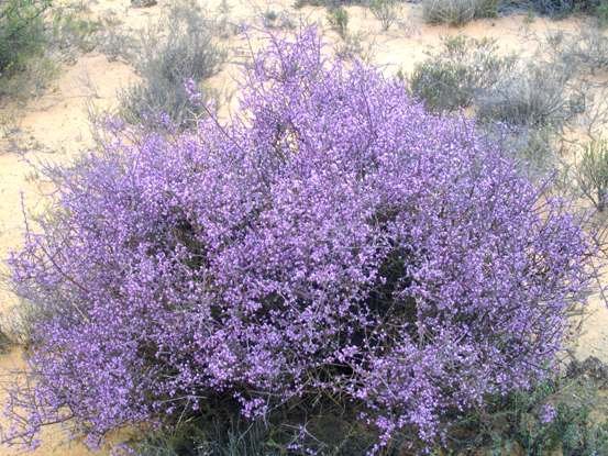 Muraltia spinosa