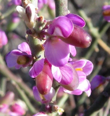 Muraltia spinosa sepal lines
