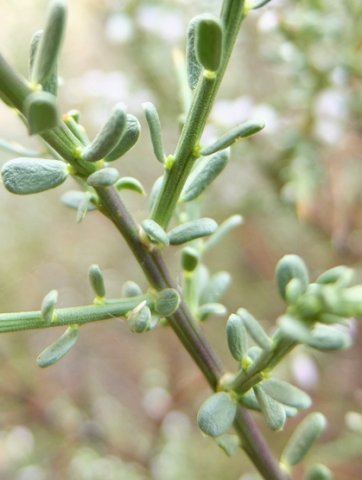 Muraltia spinosa leaves and stems