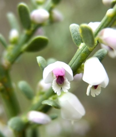Muraltia spinosa flowers