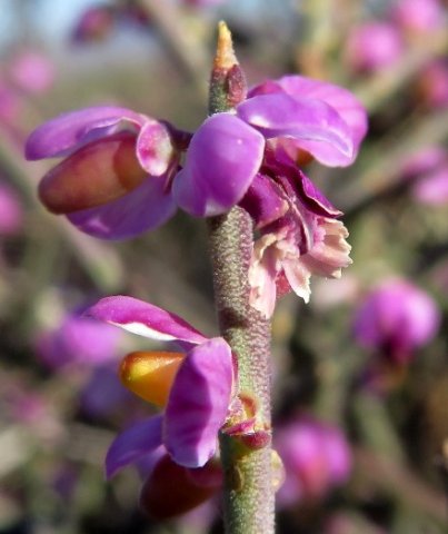 Muraltia spinosa before and after petals drop