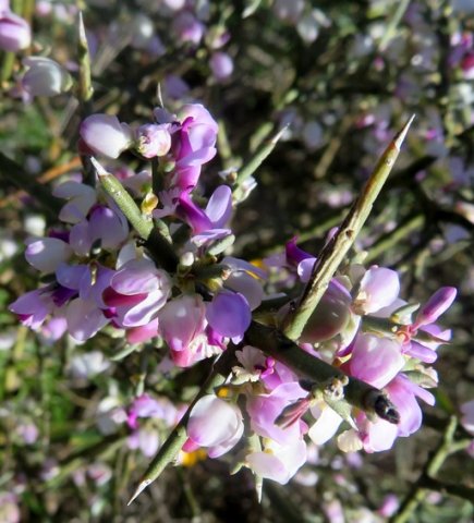 Muraltia spinosa spiny branchlets