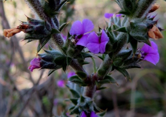 Muraltia squarrosa floral stages