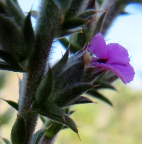 Muraltia squarrosa leaf fascicles