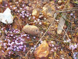 Muraltia satureioides