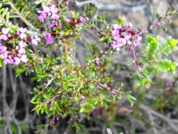 Muraltia satureioides