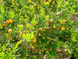 Muraltia spinosa skilpadbessie