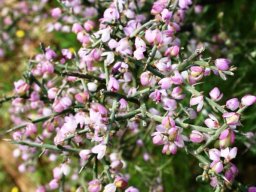 Muraltia spinosa short on leaves