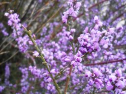 Muraltia spinosa at Kagga Kamma