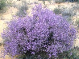 Muraltia spinosa