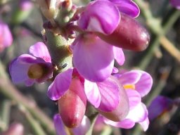 Muraltia spinosa sepal lines