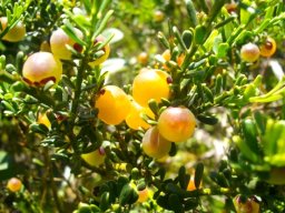 Muraltia spinosa fruit