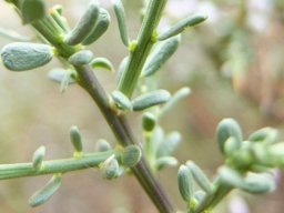 Muraltia spinosa leaves and stems