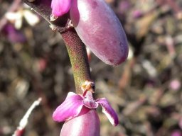 Muraltia spinosa dog-ear sepals