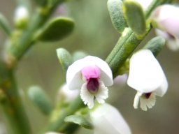 Muraltia spinosa flowers