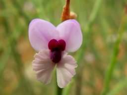 Muraltia spinosa flower