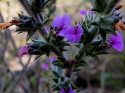 Muraltia squarrosa floral stages