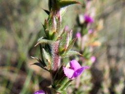Muraltia squarrosa