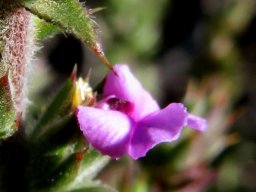 Muraltia squarrosa spine
