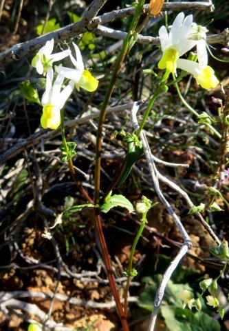 Nemesia anisocarpa