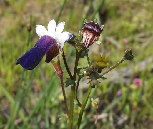 Nemesia barbata