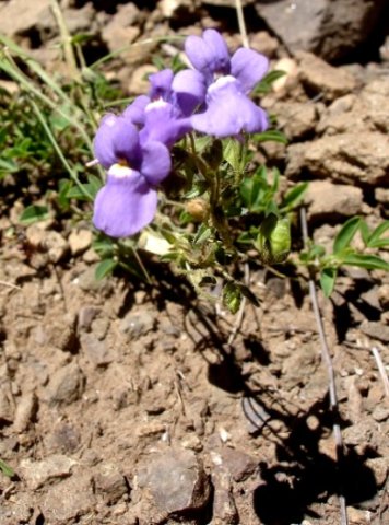 Nemesia caerulea