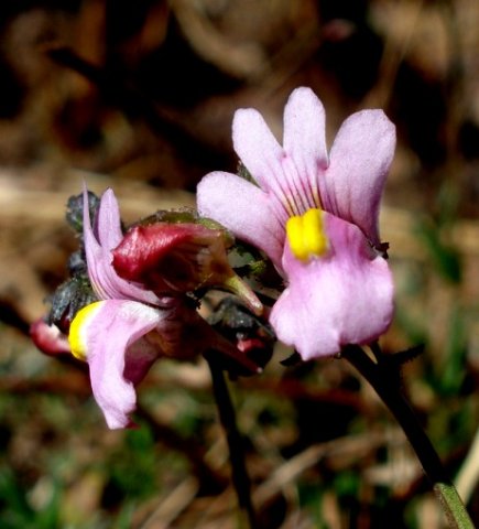 Nemesia fruticans flowers, buds and fruit
