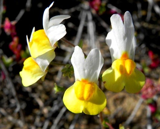 Nemesia floribunda flowers