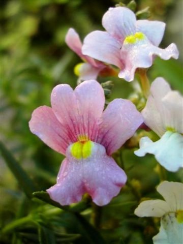 Nemesia fruticans