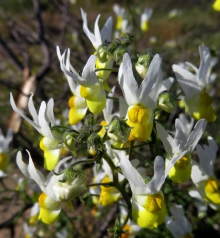 Nemesia ligulata curly calyces