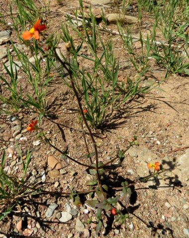 Nemesia pageae
