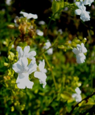 Nemesia rupicola flowers
