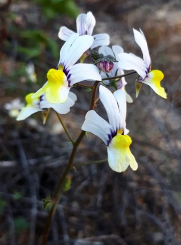 Nemesia versicolor