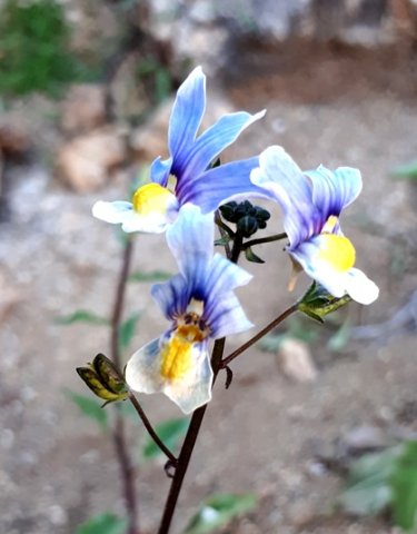 Nemesia versicolor pale blue upper lips