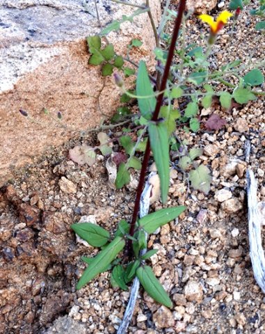 Nemesia versicolor leaves