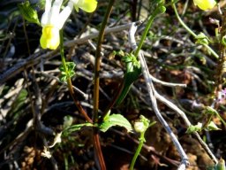 Nemesia