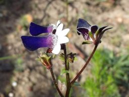 Nemesia barbata flowers