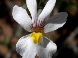 Nemesia bicornis flower