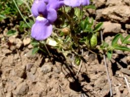 Nemesia caerulea