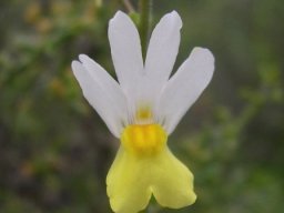 Nemesia floribunda flower