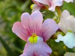 Nemesia fruticans