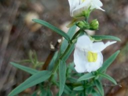 Nemesia fruticans leaves and sepals