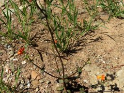 Nemesia pageae