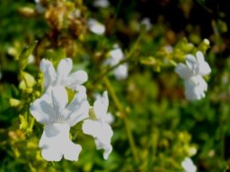 Nemesia rupicola flowers