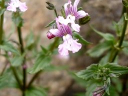 Nemesia rupicola