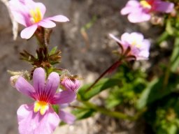 Nemesia strumosa flowers