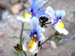 Nemesia versicolor pale blue upper lips