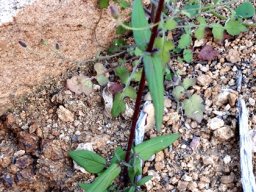 Nemesia versicolor leaves