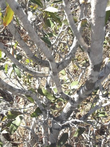 Ochna natalitia stems